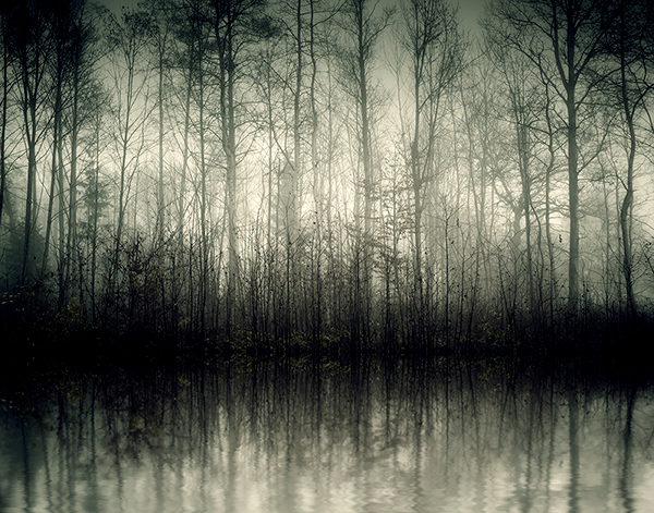 Fotomurales: Pantano en el bosque