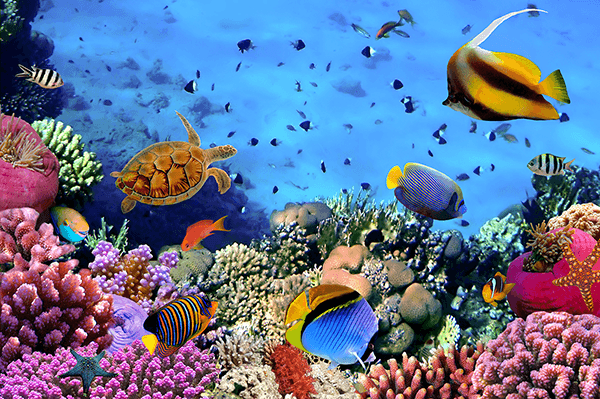 Fotomurales: Colores bajo el mar