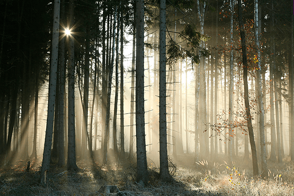 Fotomurales: Resplandor en el bosque