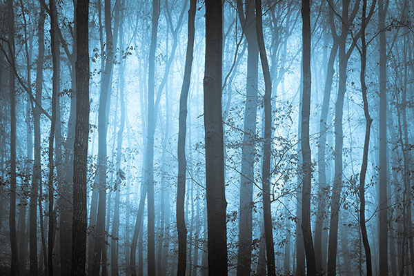 Fotomurales: El bosque azul