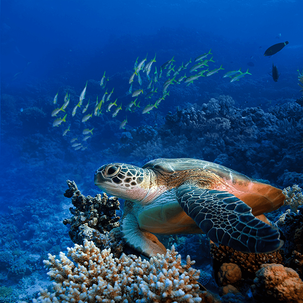 Fotomurales: Tortuga verde bajo el mar