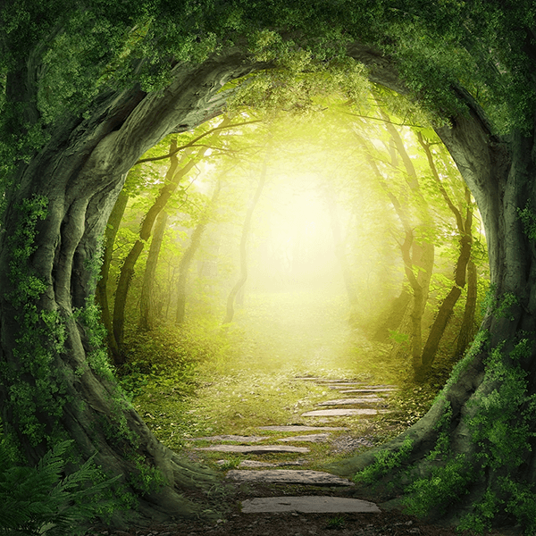 Fotomurales: Los Bosques Perdidos