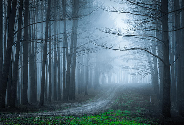 Fotomurales: El bosque negro