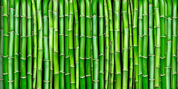 Fotomurales: Pared de Bambú