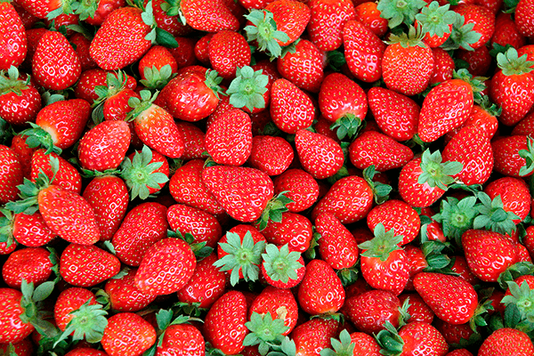 Fotomurales: Fresas