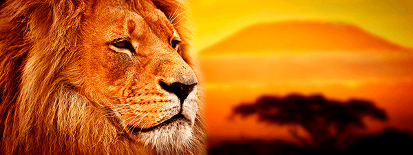 Fotomurales: Panorámica León africano
