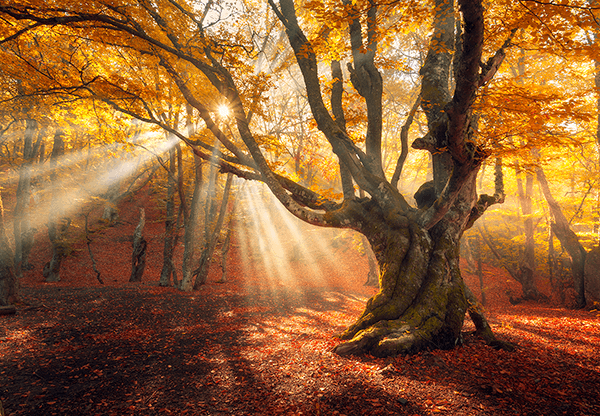 Fotomurales: Gran Roble en otoño