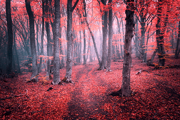 Fotomurales: El Bosque Rojo