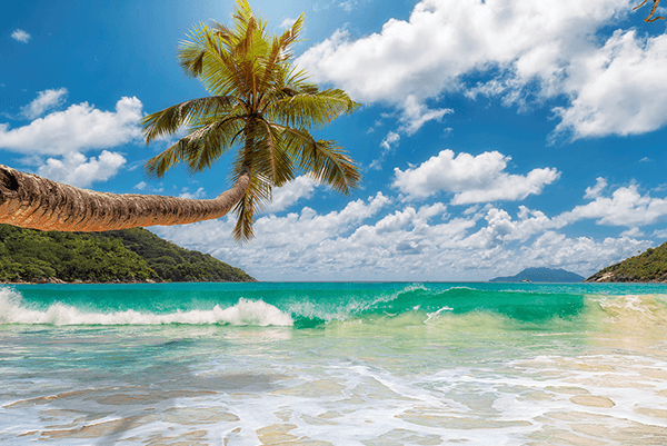 Fotomurales: Palmera junto al mar