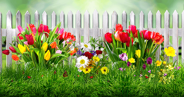 Fotomurales: Valla con tulipanes