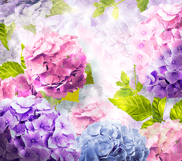Fotomurales: Hortensias violetas y rosas