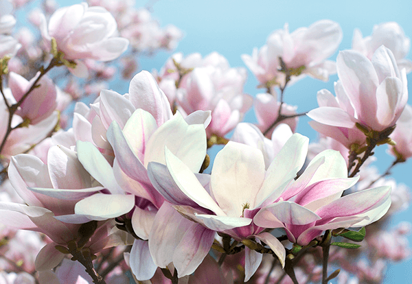 Fotomurales: Flores de la tranquilidad
