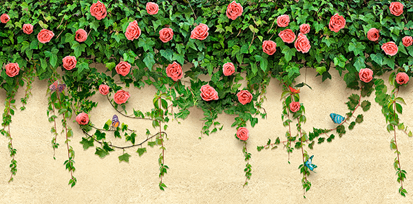 Fotomurales: Hiedras y rosas