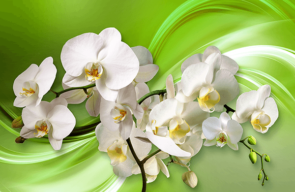 Fotomurales: Orquídeas sobre verde