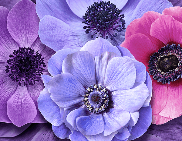 Fotomurales: Flores en tonos fríos