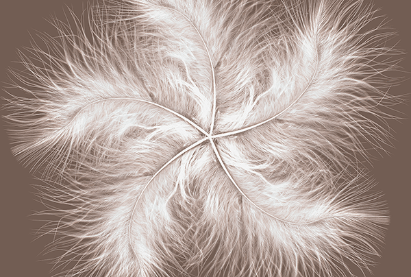 Fotomurales: Espiral de plumas