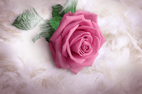 Fotomurales: Rosa entre plumas