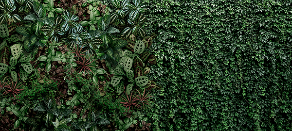 Fotomurales: Pared de vegetación