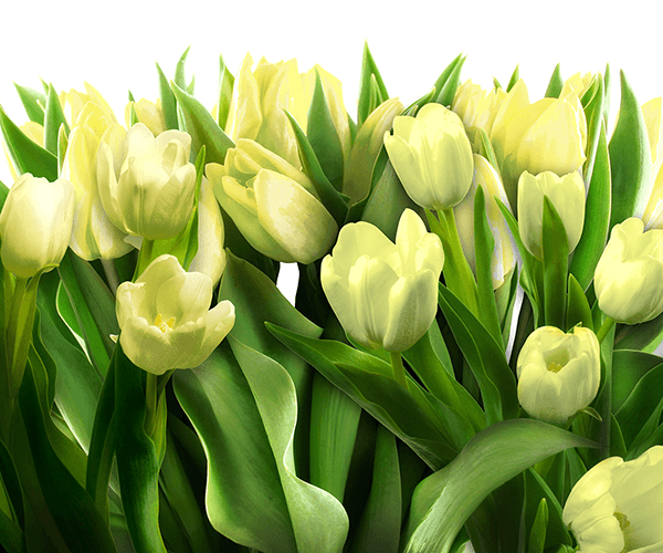 Fotomurales: Tulipanes amarillos