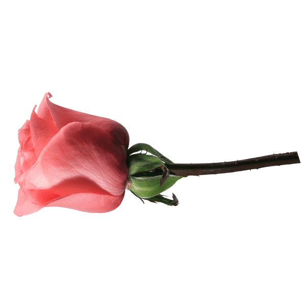 Vinilos Decorativos: Rosa en primavera