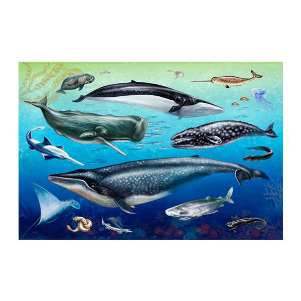 Vinilos Decorativos: Fauna Oceánica