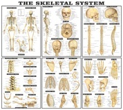 Vinilo El Sistema Esqueleto