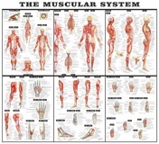 Vinilo Sistema Muscular