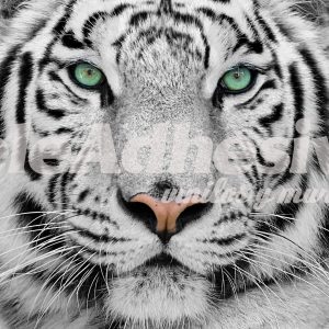 fotomurales-white-tiger