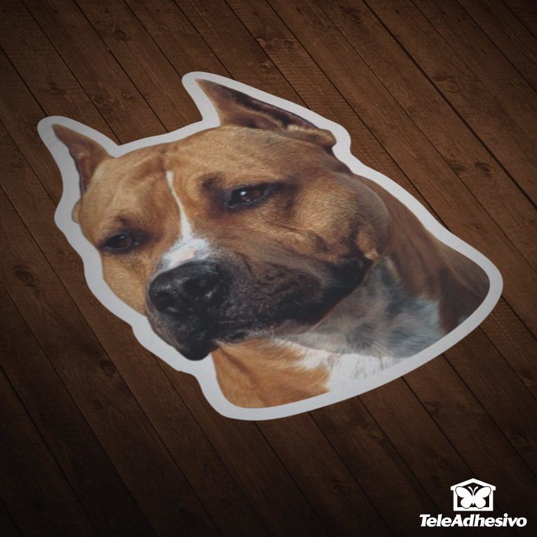 pegatinas-coches-motos-american-staffordshire-terrier