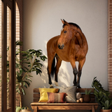 Vinilos Decorativos: Caballo marrón 5