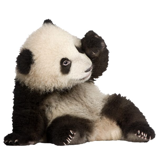 Vinilos Decorativos: Cría oso panda