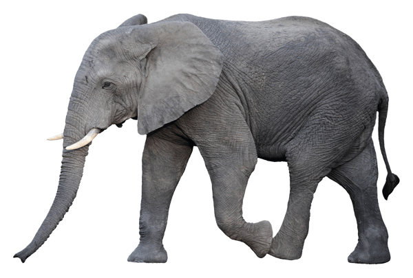 Vinilos Decorativos: Elefante caminando