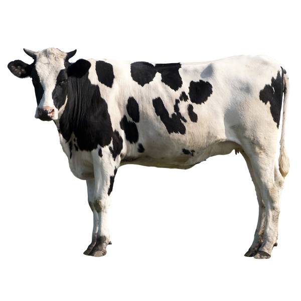 Vinilos Decorativos: Vaca Holstein