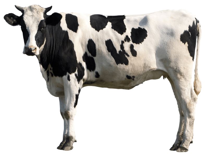 Vinilos Decorativos: Vaca Holstein