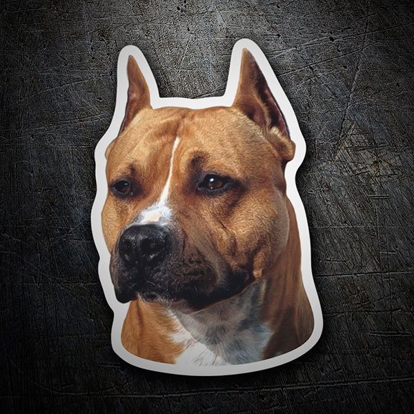 Pegatinas: American Staffordshire Terrier