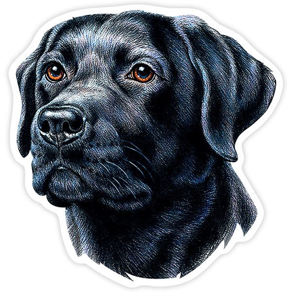 Pegatinas: Labrador Retriever Negro