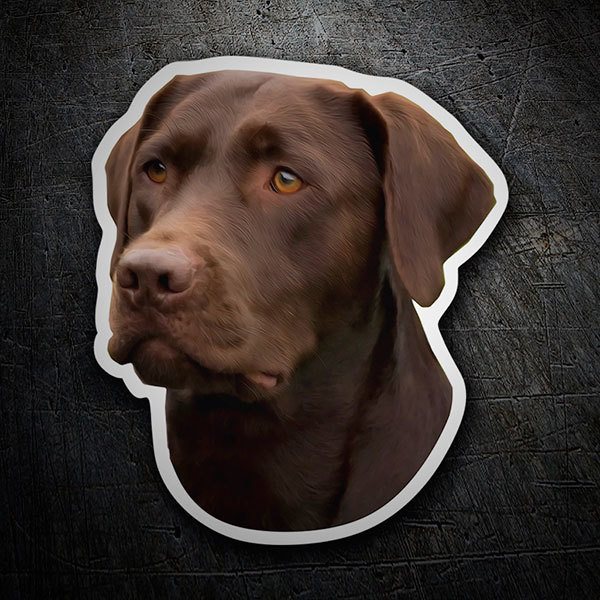Pegatinas: Labrador Retriever Chocolate 1