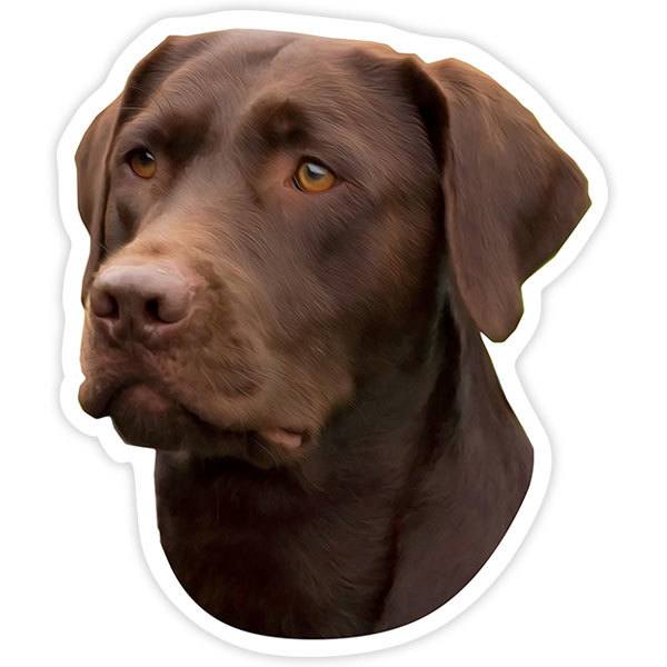 Pegatinas: Labrador Retriever Chocolate