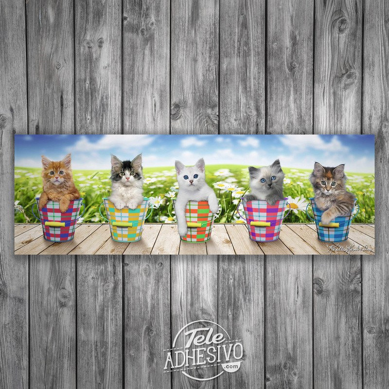 Vinilos Decorativos: Poster adhesivo de 5 gatitos