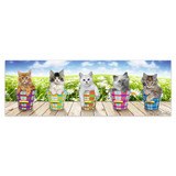 Vinilos Decorativos: Poster adhesivo de 5 gatitos 4