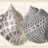 Vinilos Decorativos: Conchas del Mar 3
