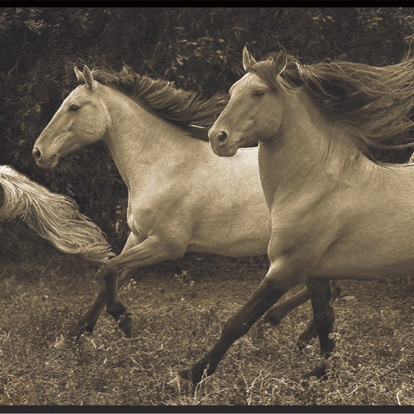 Vinilos Decorativos: Caballos Corriendo