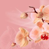 Vinilos Decorativos: Orquídeas rosas 3