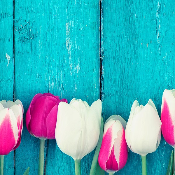 Vinilos Decorativos: Tulipanes rosas y blancos