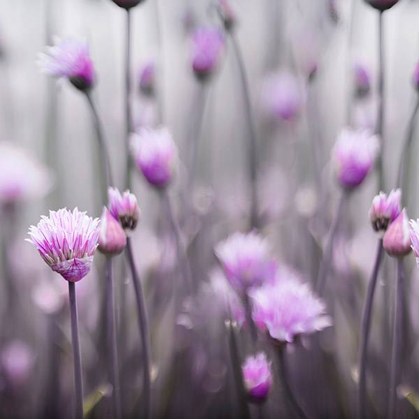 Vinilos Decorativos: Flores violetas