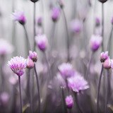 Vinilos Decorativos: Flores violetas 3