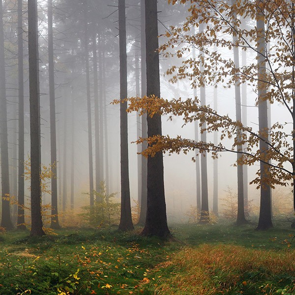 Vinilos Decorativos: Niebla en el bosque