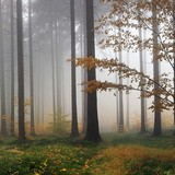 Vinilos Decorativos: Niebla en el bosque 3