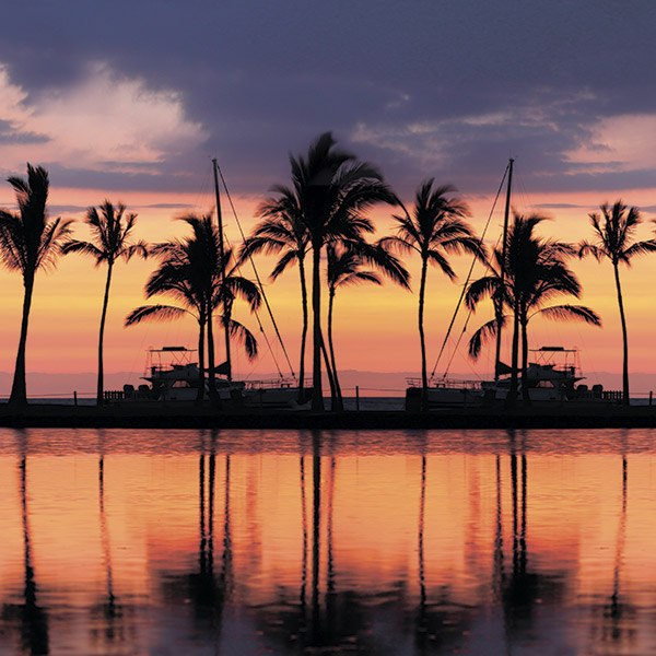 Vinilos Decorativos: Palmeras al atardecer