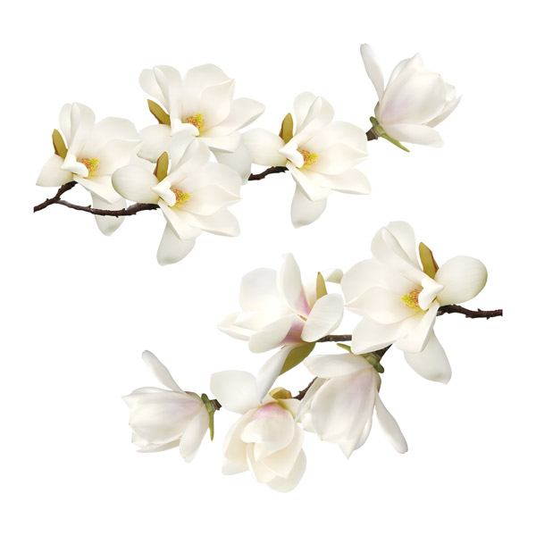 Vinilos Decorativos: Flores blancas
